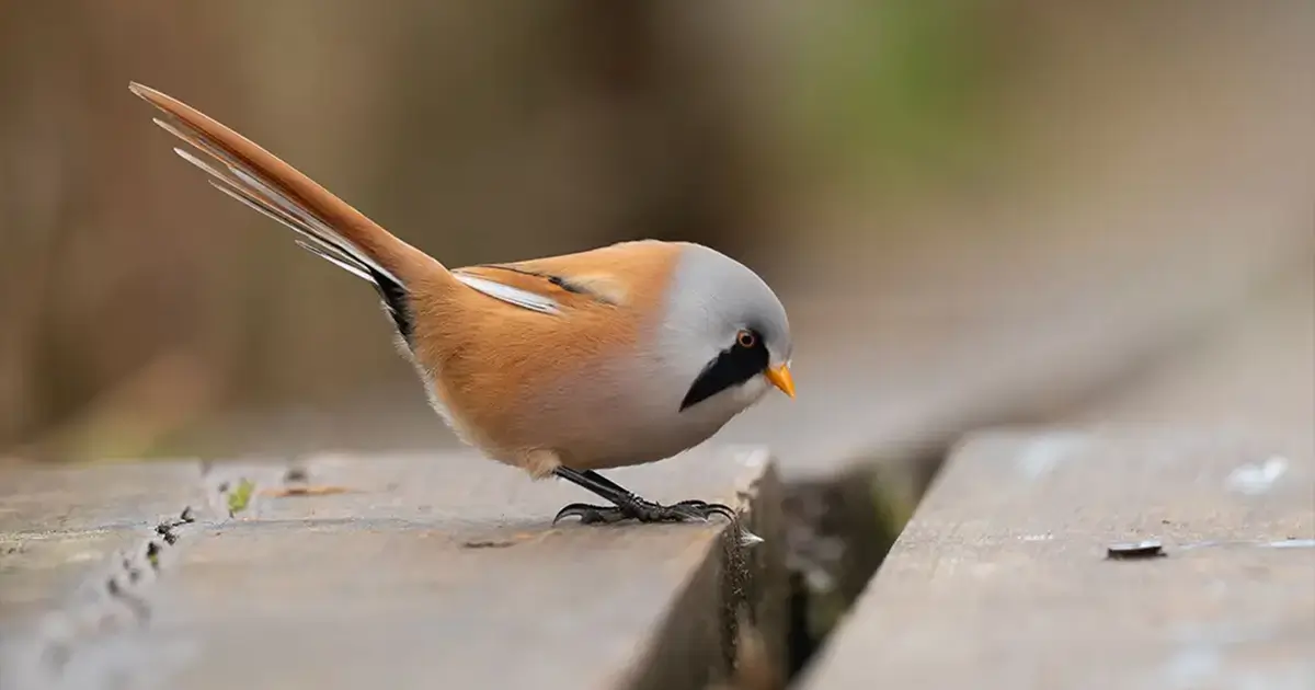 Misty Morning — Where the Starpiņupīte River Meets the Sea and the Bearded Tits Sing