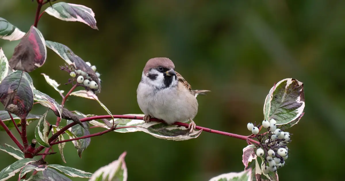 The Wonder of Autumn Bird Migration Right Outside My Window