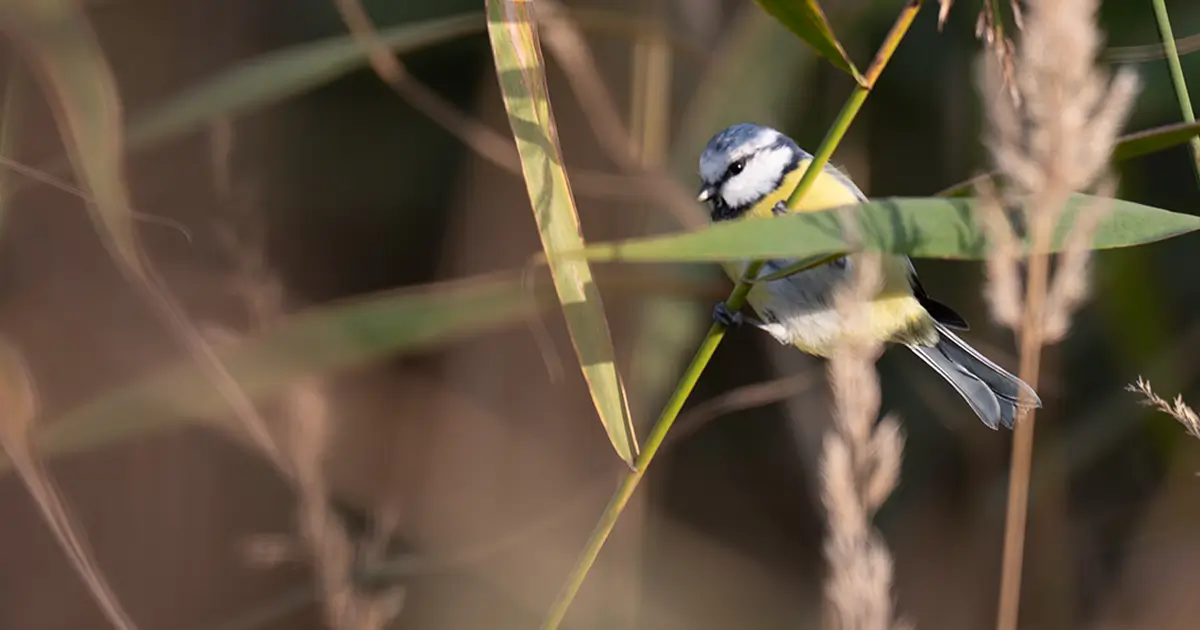 Birds of Mārupe: A Day Among Sunflowers and Wings